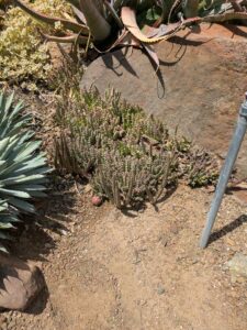 image from the Ruth Bancroft Garden in Walnut Creek - spring 2025