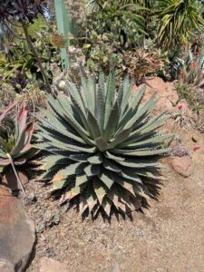 image from the Ruth Bancroft Garden in Walnut Creek - spring 2025