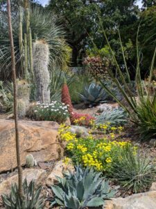 image from the Ruth Bancroft Garden in Walnut Creek - spring 2025