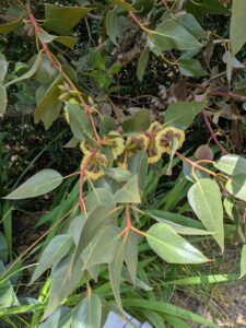 image from the Ruth Bancroft Garden in Walnut Creek - spring 2025