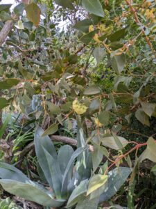 image from the Ruth Bancroft Garden in Walnut Creek - spring 2025