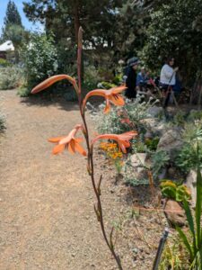 image from the Ruth Bancroft Garden in Walnut Creek - spring 2025
