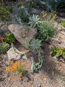 image from the Ruth Bancroft Garden in Walnut Creek - spring 2025