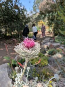 image from the Ruth Bancroft Garden in Walnut Creek - spring 2025