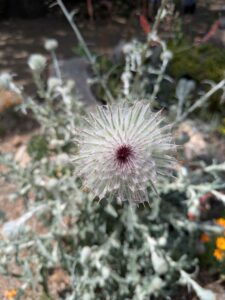 image from the Ruth Bancroft Garden in Walnut Creek - spring 2025