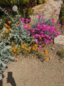 image from the Ruth Bancroft Garden in Walnut Creek - spring 2025