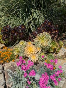 image from the Ruth Bancroft Garden in Walnut Creek - spring 2025