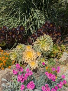 image from the Ruth Bancroft Garden in Walnut Creek - spring 2025