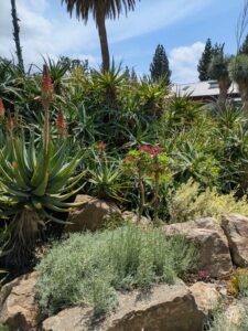 image from the Ruth Bancroft Garden in Walnut Creek - spring 2025