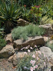 image from the Ruth Bancroft Garden in Walnut Creek - spring 2025