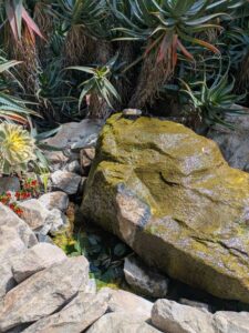 image from the Ruth Bancroft Garden in Walnut Creek - spring 2025