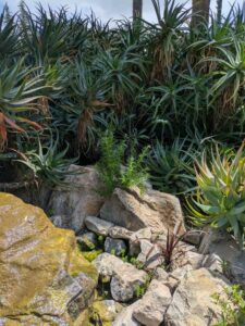 image from the Ruth Bancroft Garden in Walnut Creek - spring 2025