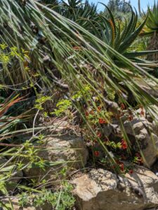 image from the Ruth Bancroft Garden in Walnut Creek - spring 2025