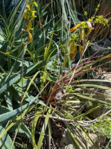 image from the Ruth Bancroft Garden in Walnut Creek - spring 2025