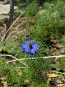 image from the Ruth Bancroft Garden in Walnut Creek - spring 2025