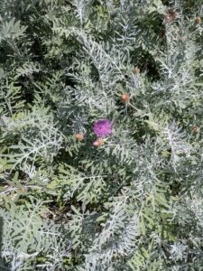 image from the Ruth Bancroft Garden in Walnut Creek - spring 2025