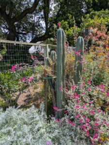 image from the Ruth Bancroft Garden in Walnut Creek - spring 2025