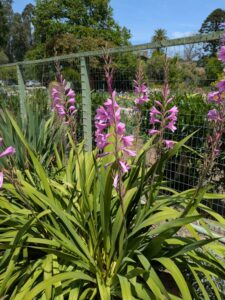 image from the Ruth Bancroft Garden in Walnut Creek - spring 2025