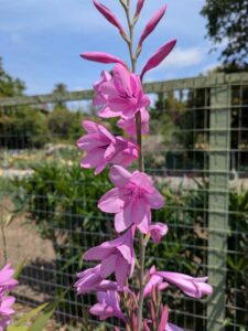 image from the Ruth Bancroft Garden in Walnut Creek - spring 2025