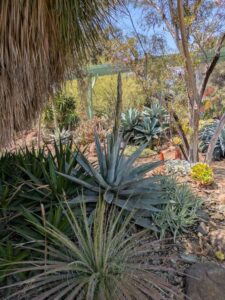 image from the Ruth Bancroft Garden in Walnut Creek - spring 2025