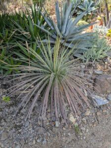 image from the Ruth Bancroft Garden in Walnut Creek - spring 2025