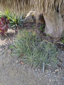 image from the Ruth Bancroft Garden in Walnut Creek - spring 2025