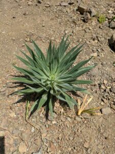 image from the Ruth Bancroft Garden in Walnut Creek - spring 2025