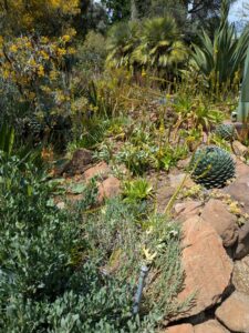 image from the Ruth Bancroft Garden in Walnut Creek - spring 2025