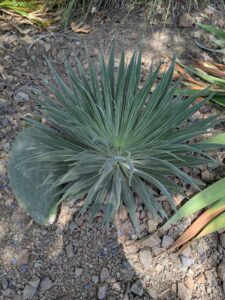 image from the Ruth Bancroft Garden in Walnut Creek - spring 2025