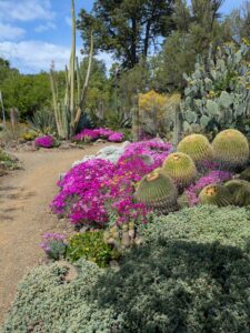 image from the Ruth Bancroft Garden in Walnut Creek - spring 2025