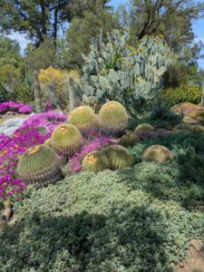 image from the Ruth Bancroft Garden in Walnut Creek - spring 2025