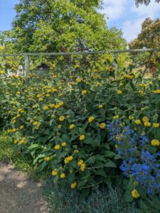 image from the Ruth Bancroft Garden in Walnut Creek - spring 2025