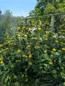 image from the Ruth Bancroft Garden in Walnut Creek - spring 2025