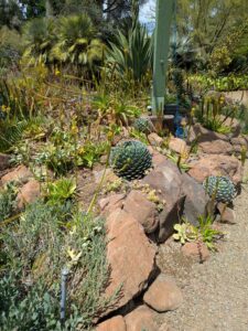 image from the Ruth Bancroft Garden in Walnut Creek - spring 2025