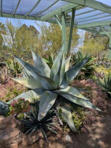 image from the Ruth Bancroft Garden in Walnut Creek - spring 2025