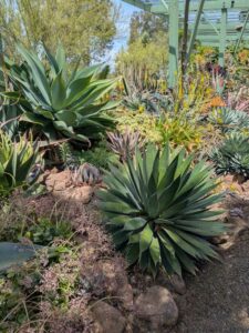 image from the Ruth Bancroft Garden in Walnut Creek - spring 2025
