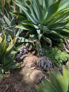 image from the Ruth Bancroft Garden in Walnut Creek - spring 2025