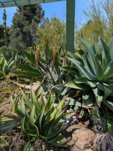 image from the Ruth Bancroft Garden in Walnut Creek - spring 2025