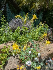 image from the Ruth Bancroft Garden in Walnut Creek - spring 2025
