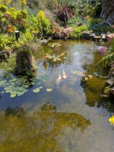 image from the Ruth Bancroft Garden in Walnut Creek - spring 2025