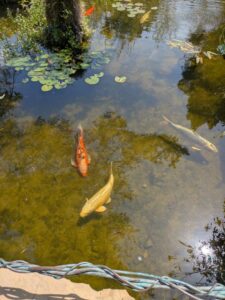 image from the Ruth Bancroft Garden in Walnut Creek - spring 2025
