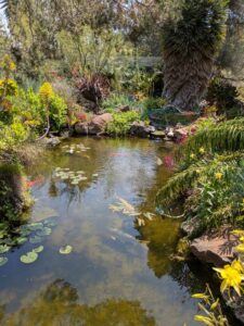 image from the Ruth Bancroft Garden in Walnut Creek - spring 2025