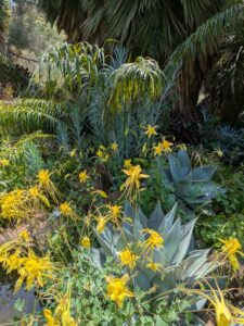 image from the Ruth Bancroft Garden in Walnut Creek - spring 2025