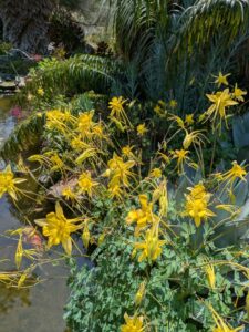 image from the Ruth Bancroft Garden in Walnut Creek - spring 2025