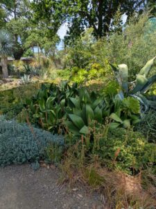 image from the Ruth Bancroft Garden in Walnut Creek - spring 2025
