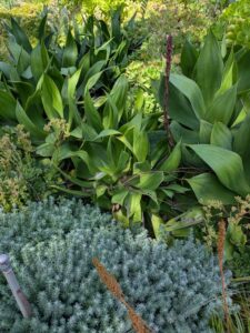 image from the Ruth Bancroft Garden in Walnut Creek - spring 2025