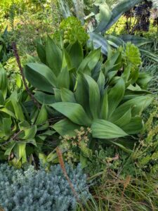 image from the Ruth Bancroft Garden in Walnut Creek - spring 2025