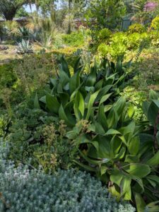 image from the Ruth Bancroft Garden in Walnut Creek - spring 2025