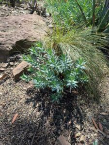 image from the Ruth Bancroft Garden in Walnut Creek - spring 2025