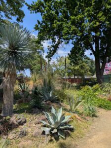 image from the Ruth Bancroft Garden in Walnut Creek - spring 2025